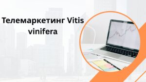 Телемаркетинг Vitis vinifera